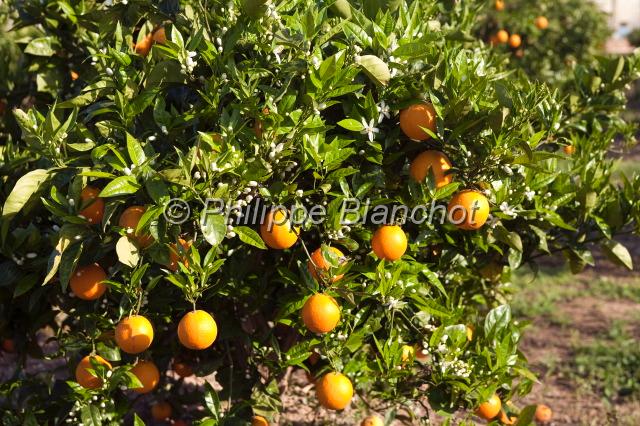 espagne valence 39.JPG - Oranger (fleur et fruit)Citrus sinensis, Castellón, Communauté de Valencia, Espagne